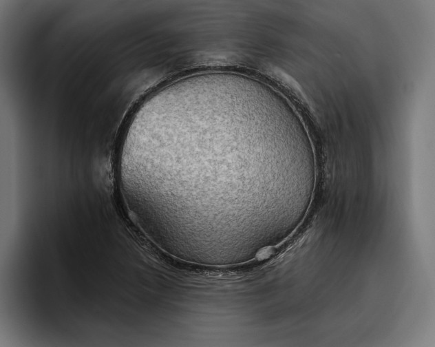 X0000096691218200802191421