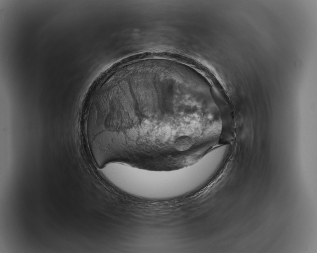 X0000096691263200802191421