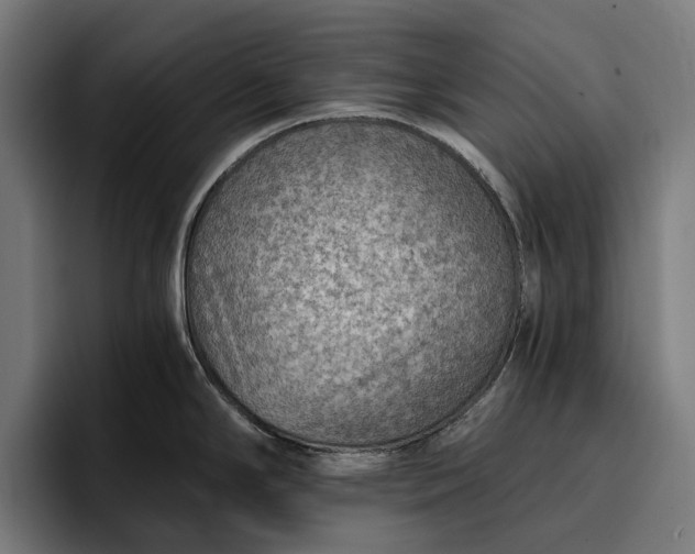 X0000096691294200802191420