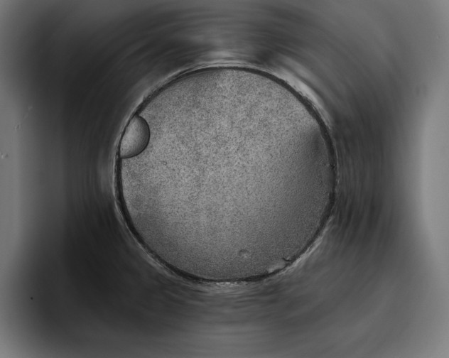 X0000096691333200802191420