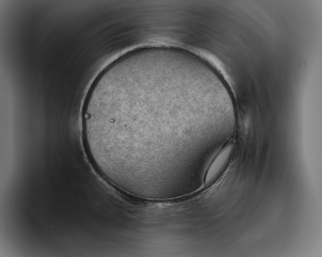 X0000096691335200802191420