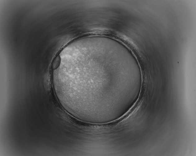 X0000096691362200802191419