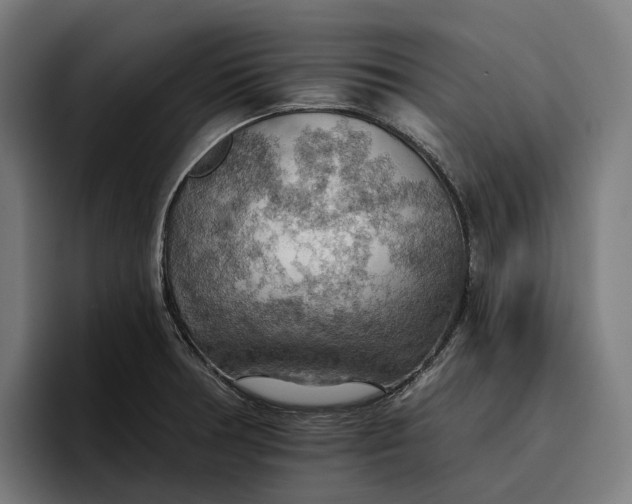 X0000096691378200802191419