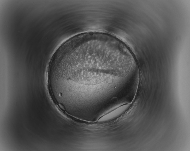 X0000096691383200802191419