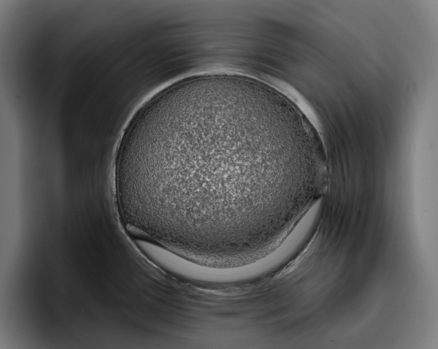 X0000096691388200802191419