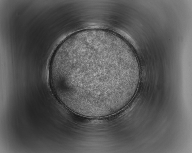 X0000096691419200802191419