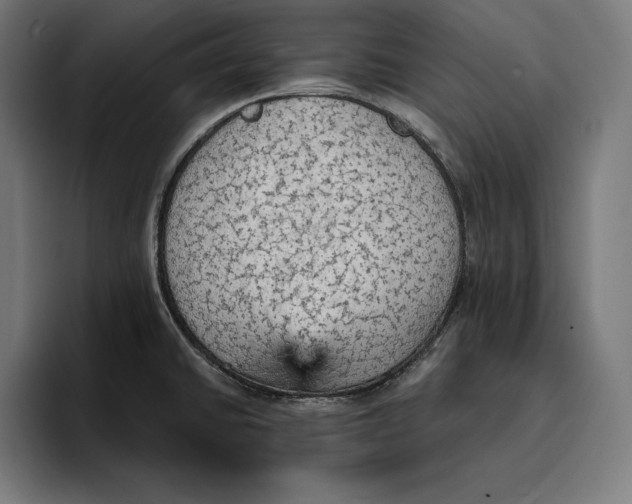 X0000096691430200802191419