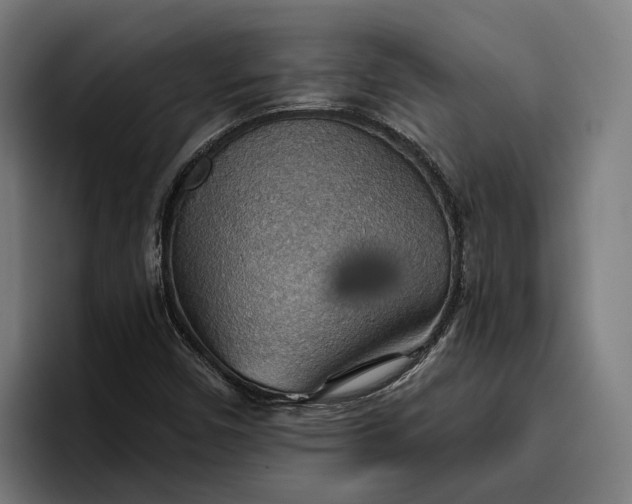 X0000096691450200802191418