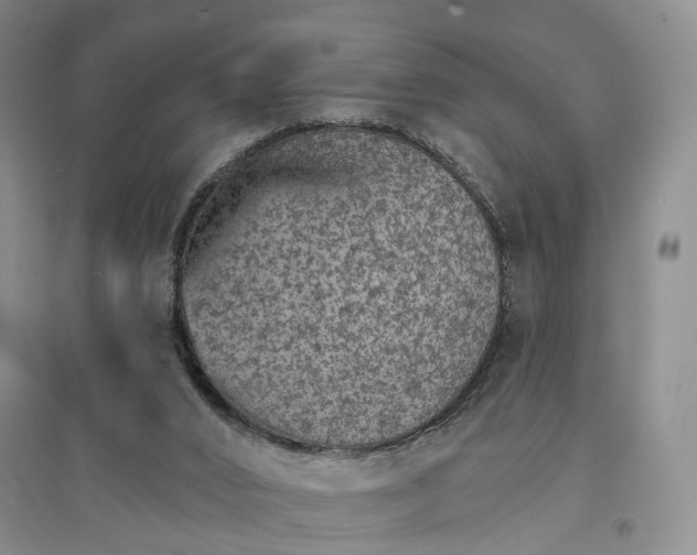 X0000096690016200802261551