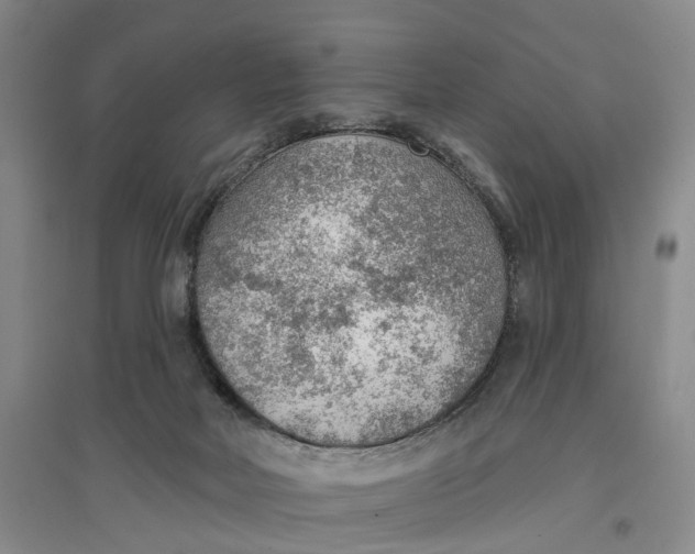 X0000096690026200802261551