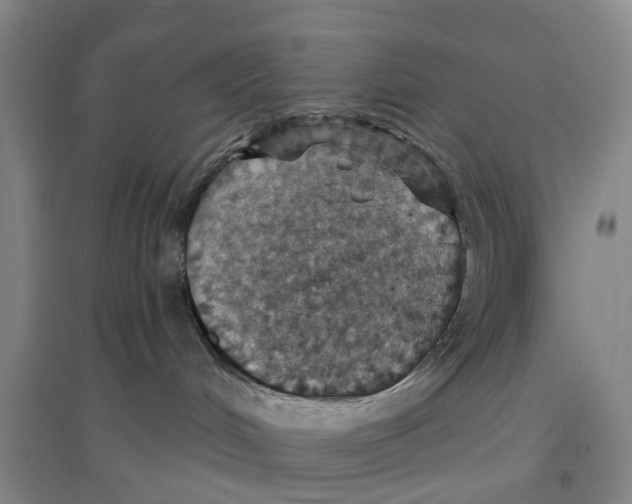 X0000096690048200802261551