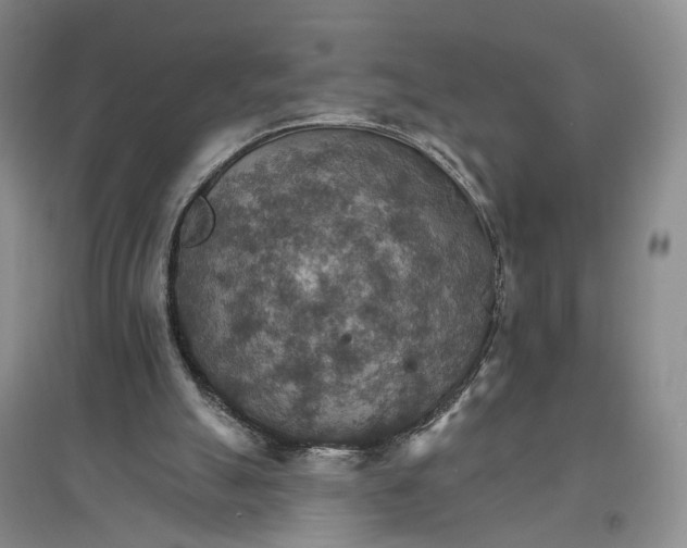 X0000096690055200802261550