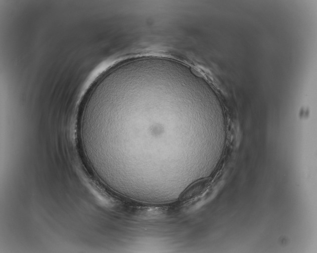 X0000096690056200802261550