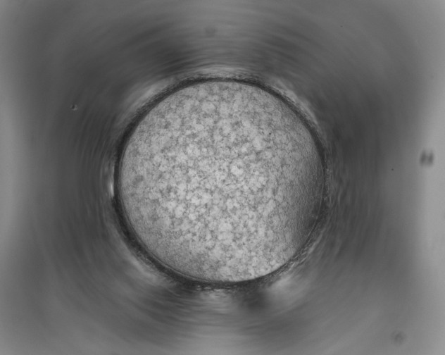 X0000096690062200802261550