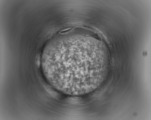 X0000096690069200802261550