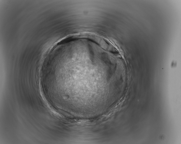 X0000096690097200802261550