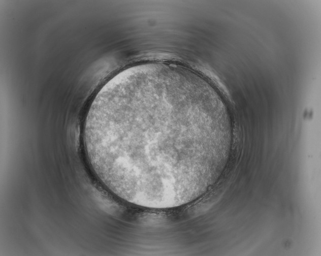 X0000096690110200802261550