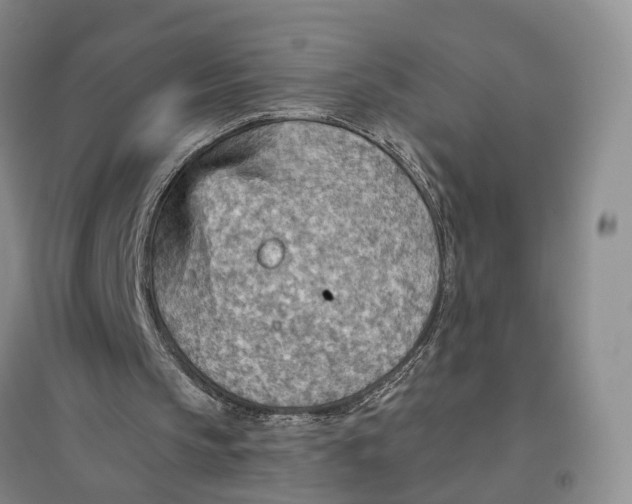 X0000096690145200802261549