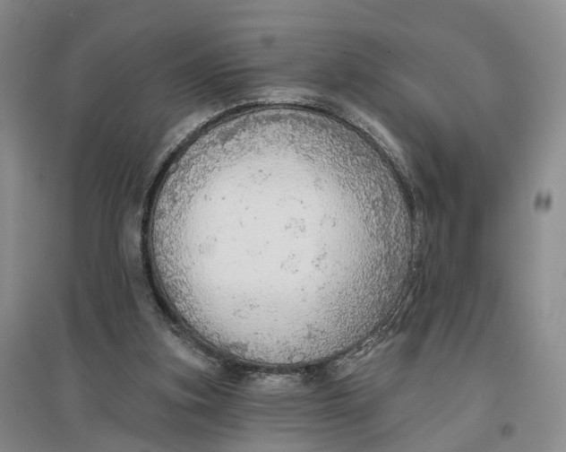 X0000096690155200802261549