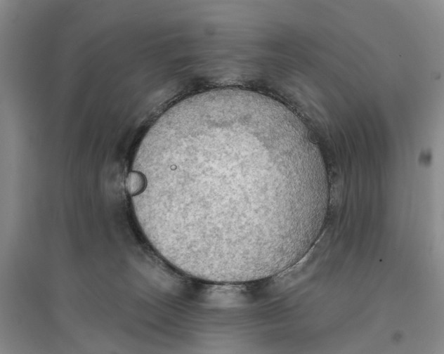 X0000096690179200802261549