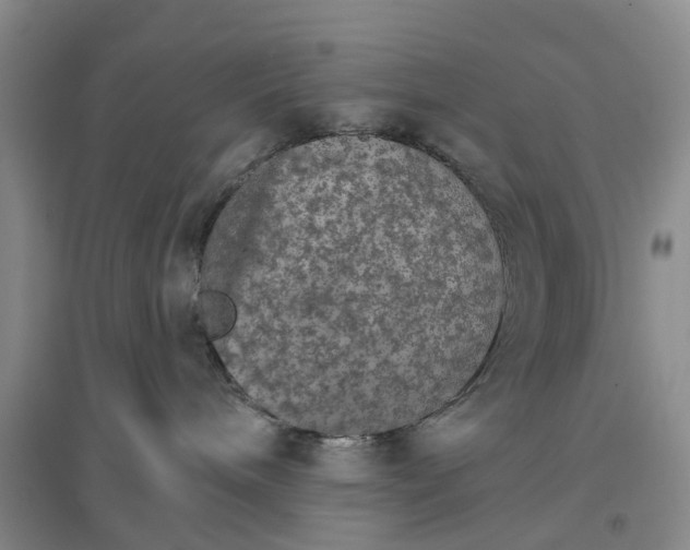 X0000096690240200802261548