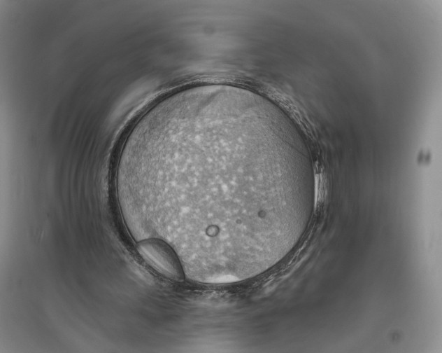 X0000096690243200802261547