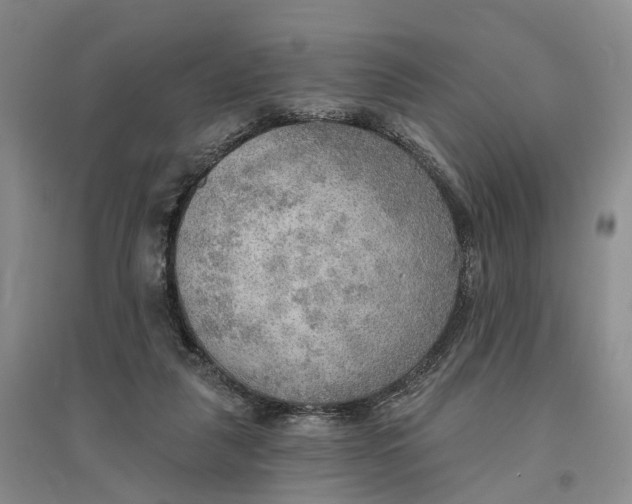 X0000096690259200802261548