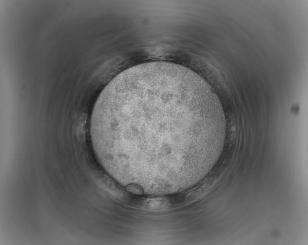 X0000096690275200802261548