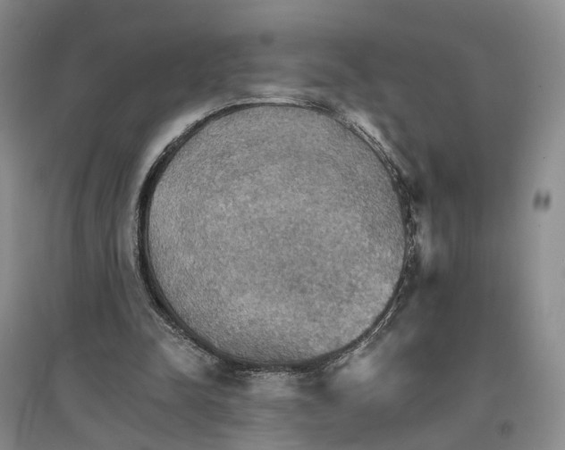 X0000096690342200802261546