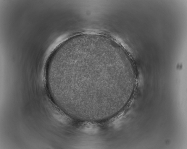 X0000096690343200802261546