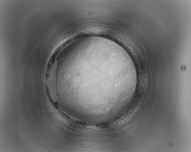 X0000096690399200802261545