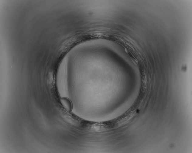 X0000096690420200802261545