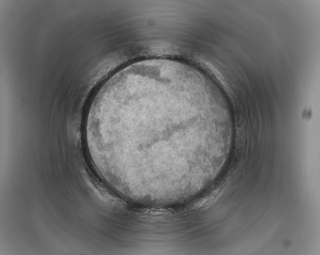 X0000096690443200802261544