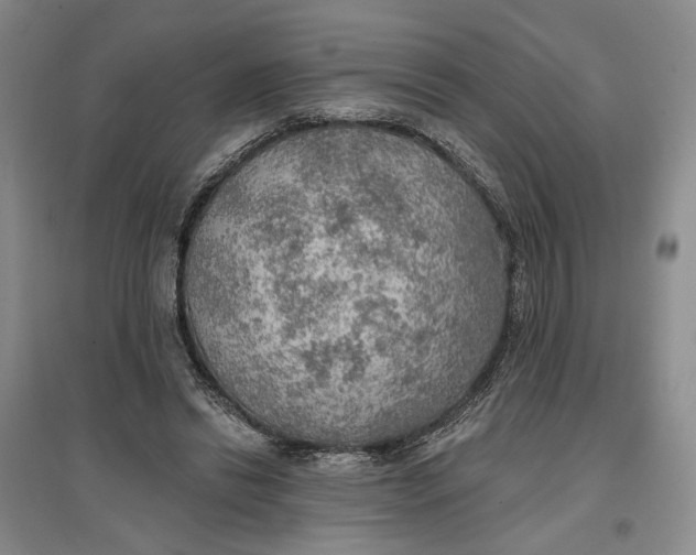 X0000096690446200802261544