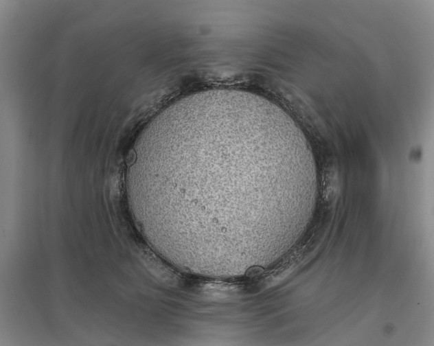 X0000096690515200802261544