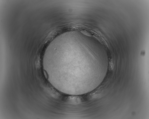 X0000096690520200802261543