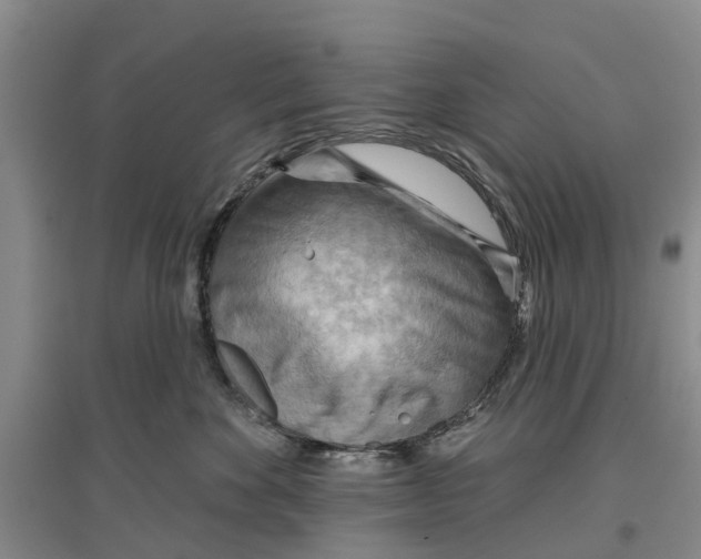 X0000096690524200802261543