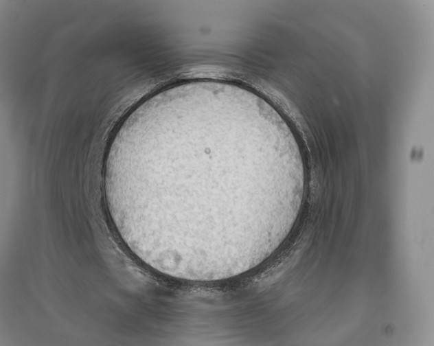 X0000096690529200802261543