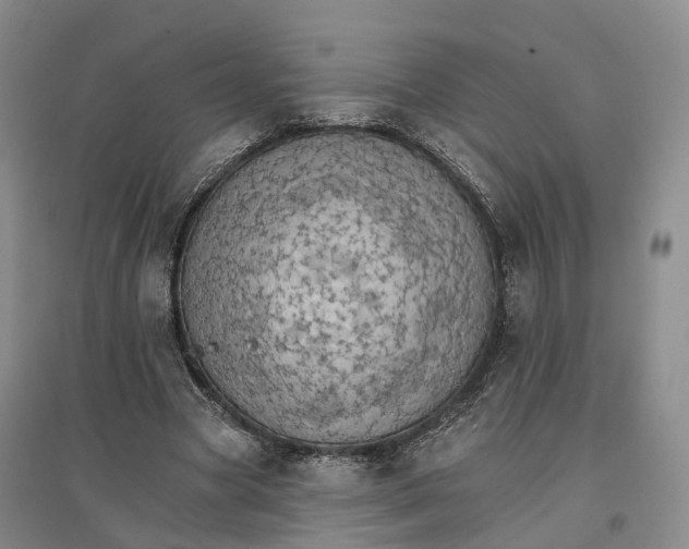 X0000096690537200802261543