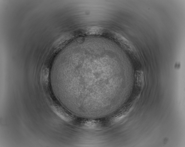 X0000096690550200802261543