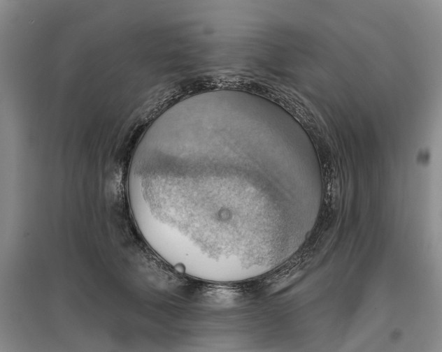 X0000096690610200802261542