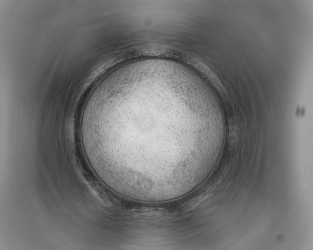 X0000096690626200802261541