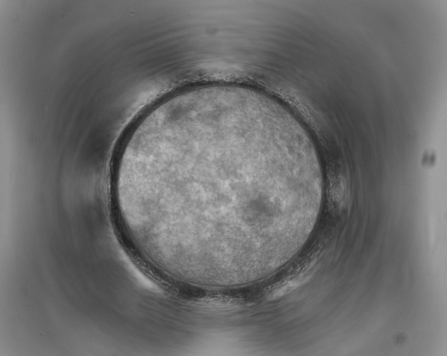 X0000096690630200802261541