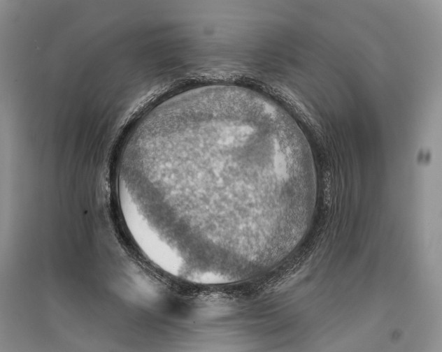 X0000096690634200802261541