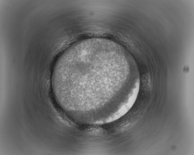 X0000096690642200802261541