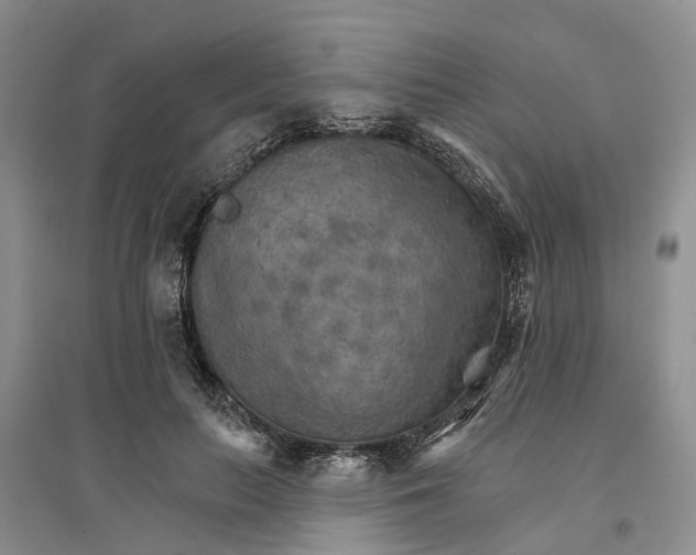 X0000096690647200802261541