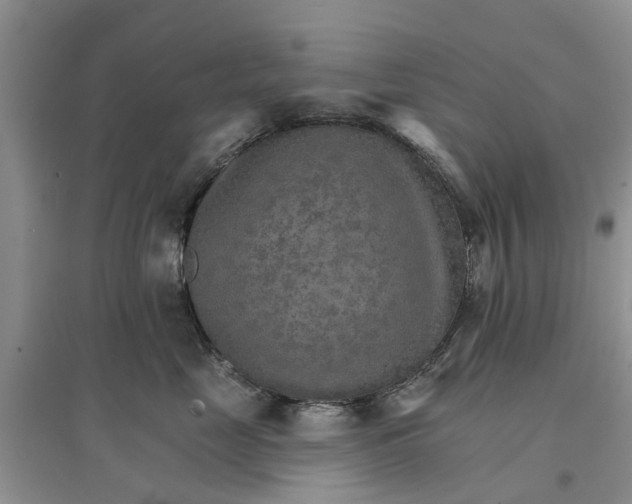 X0000096690669200802261542