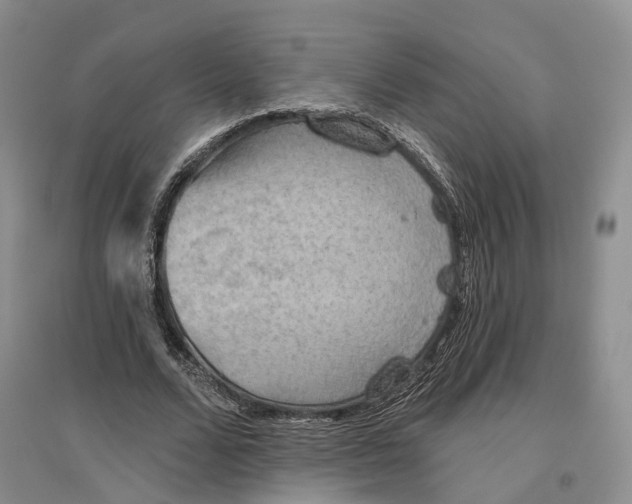 X0000096690680200802261541