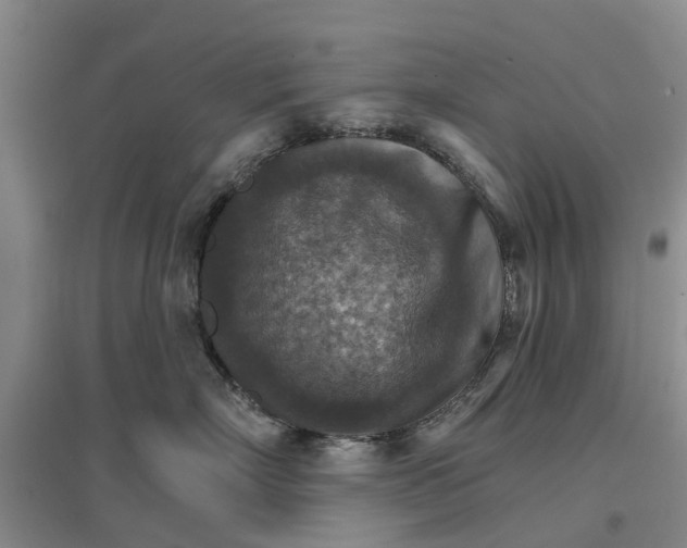 X0000096690718200802261540