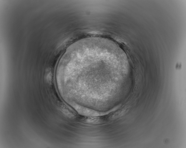 X0000096690720200802261540